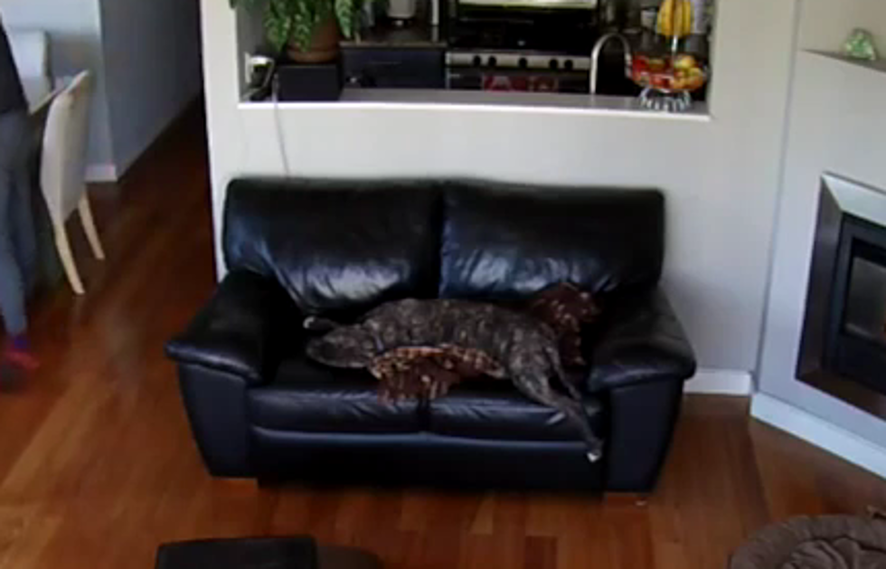 Sleeping Dog Falls Off The Couch…And Keeps On Sleeping [VIDEO]