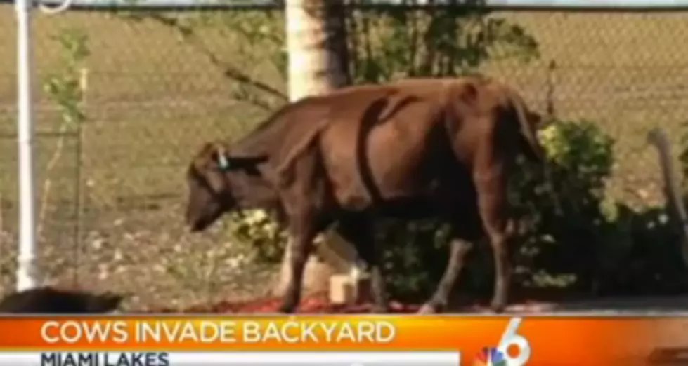 Cows Invade A Family&#8217;s Backyard [VIDEO]