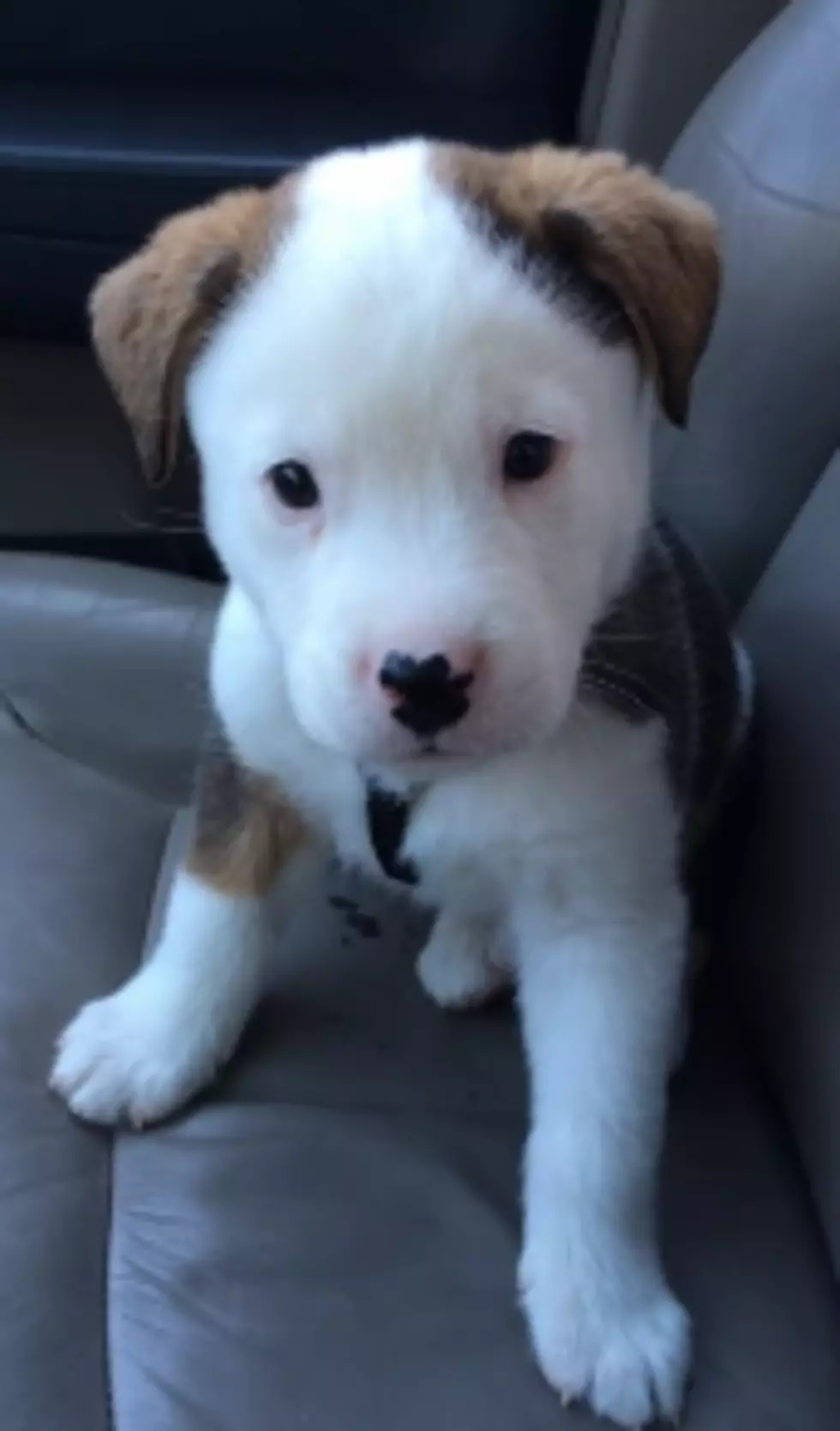 Buck The Puppy Barks At His Own Hiccups [VIDEO]