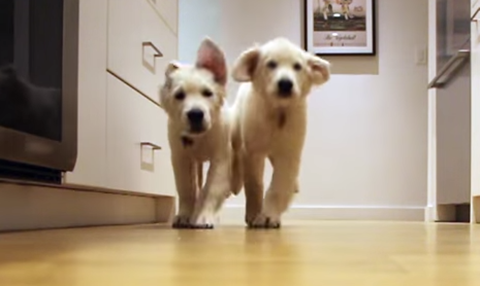 Two Puppies Running to Dinner over 35 Weeks
