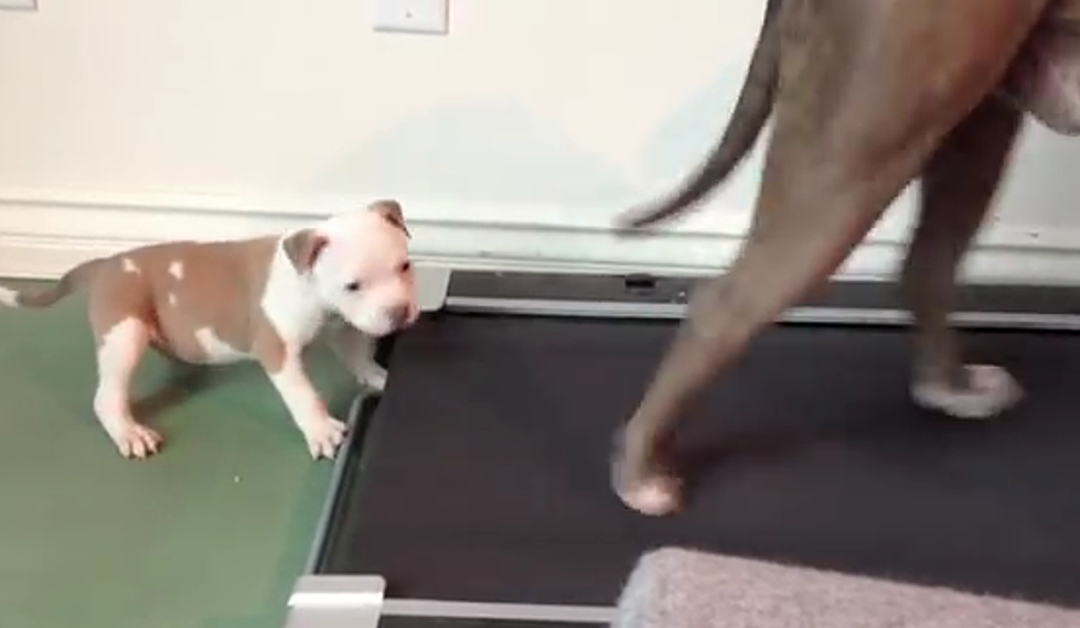 Pit Bull Puppy Determined To Get On A Treadmill [VIDEO]