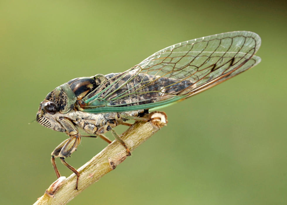 News Reporter Attacked By Cicadas [VIDEO]