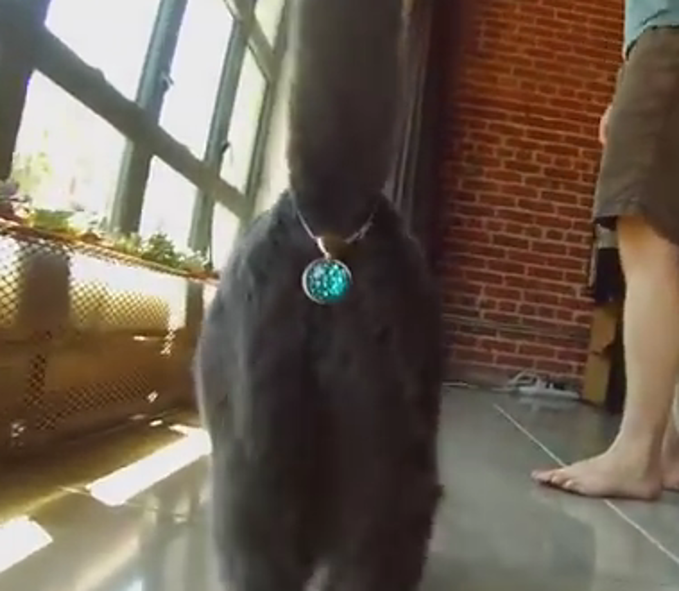 Twinkle Tush: How To Bejewel Your Cat’s Back Side [VIDEO]