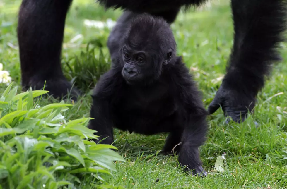 Gorilla And Toddler Play Peek-A-Boo [VIDEO]