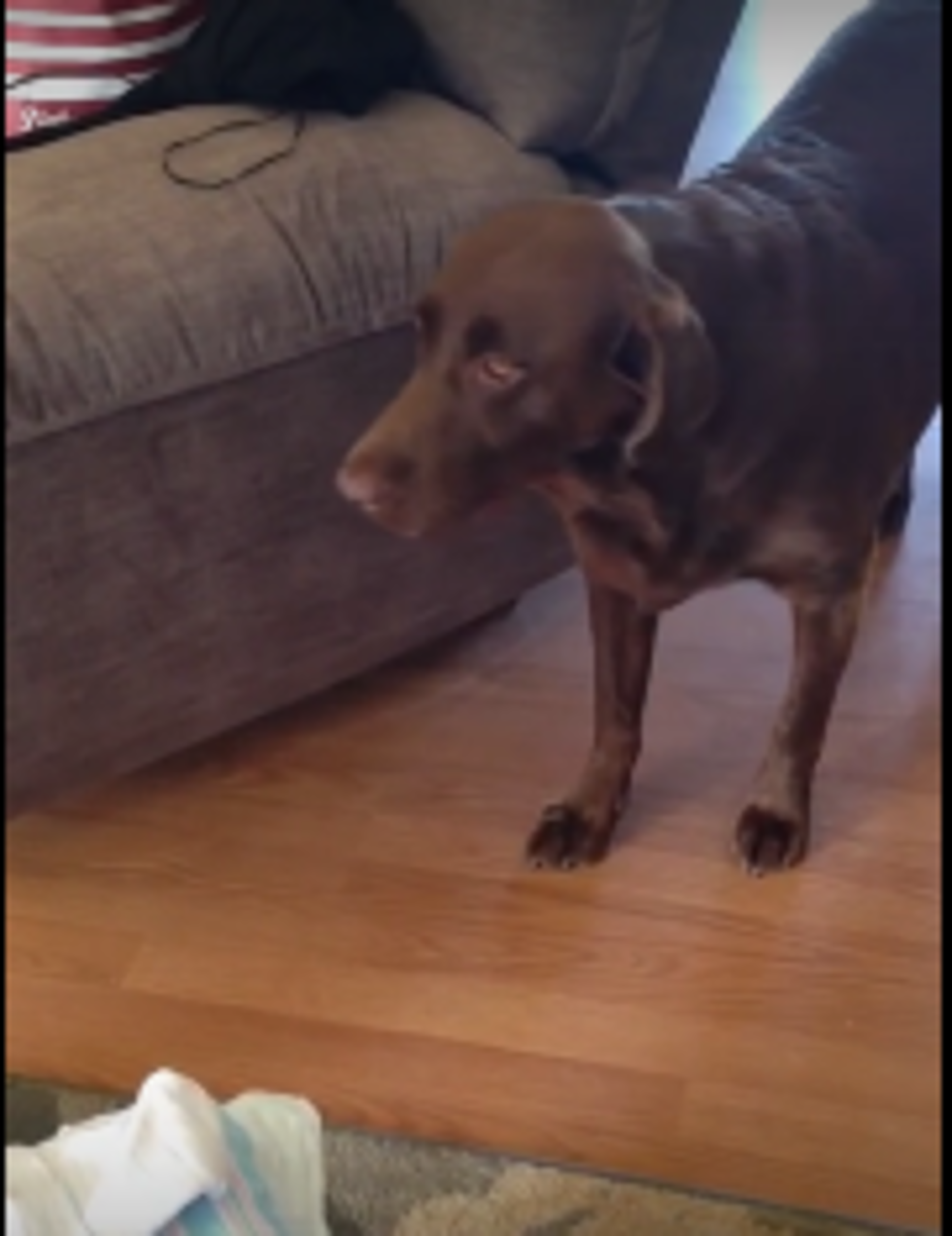 Dog Has Unexpected Reaction To His New Baby Sister [VIDEO]