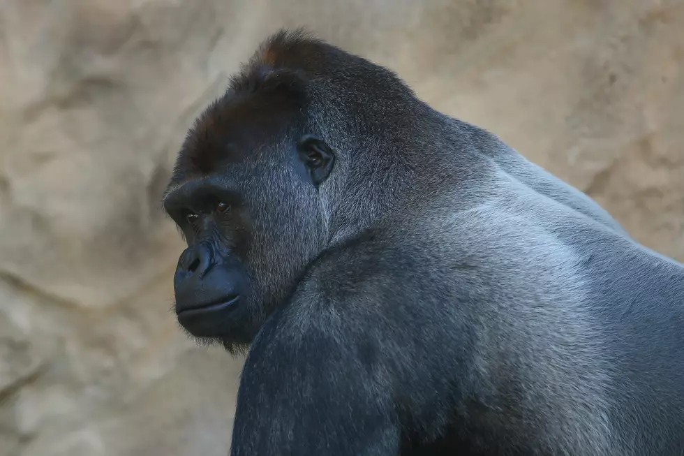 Gorilla Is Mesmerized By Guy&#8217;s Cell Phone Photos [VIDEO]