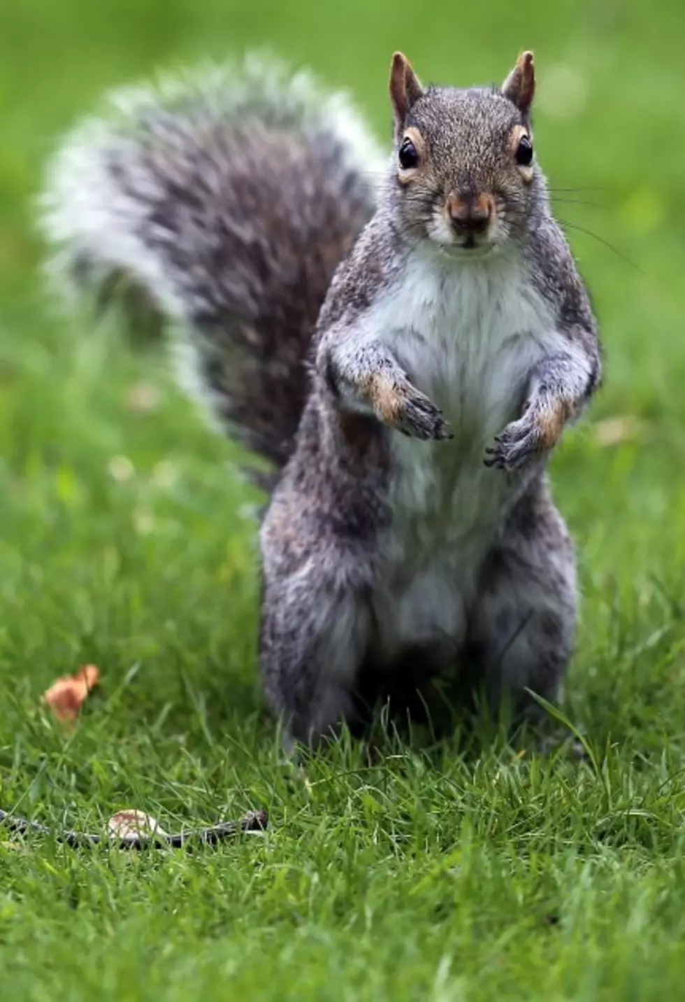 NYC Squirrel Steal Milkshake From Garbage Can [VIDEO]