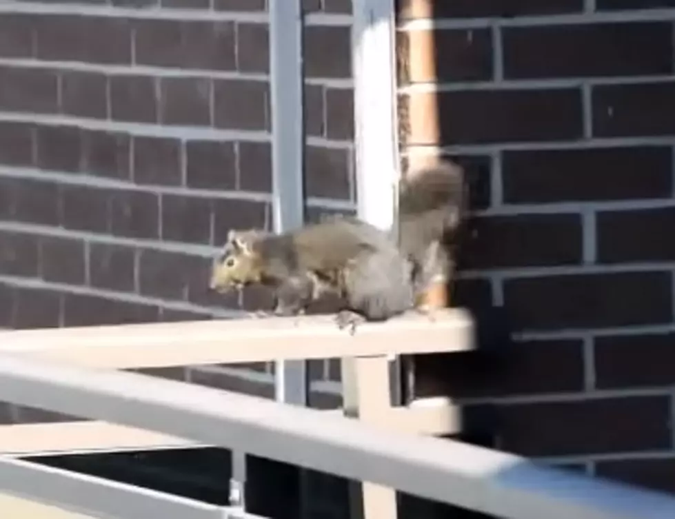 &#8220;Super Squirrel&#8221; Leaps From The 21st Floor And Survives [VIDEO]