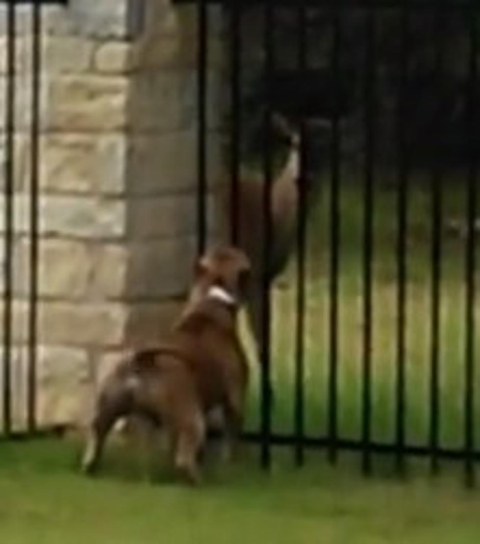 Pit Bull Dances With Deer [VIDEO]