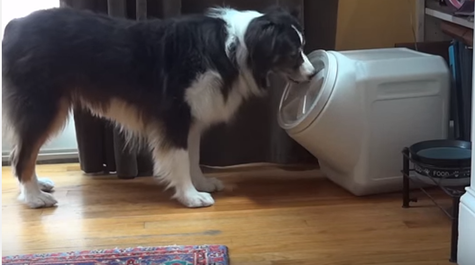 Dog Opens Dog Proof Container [Video]