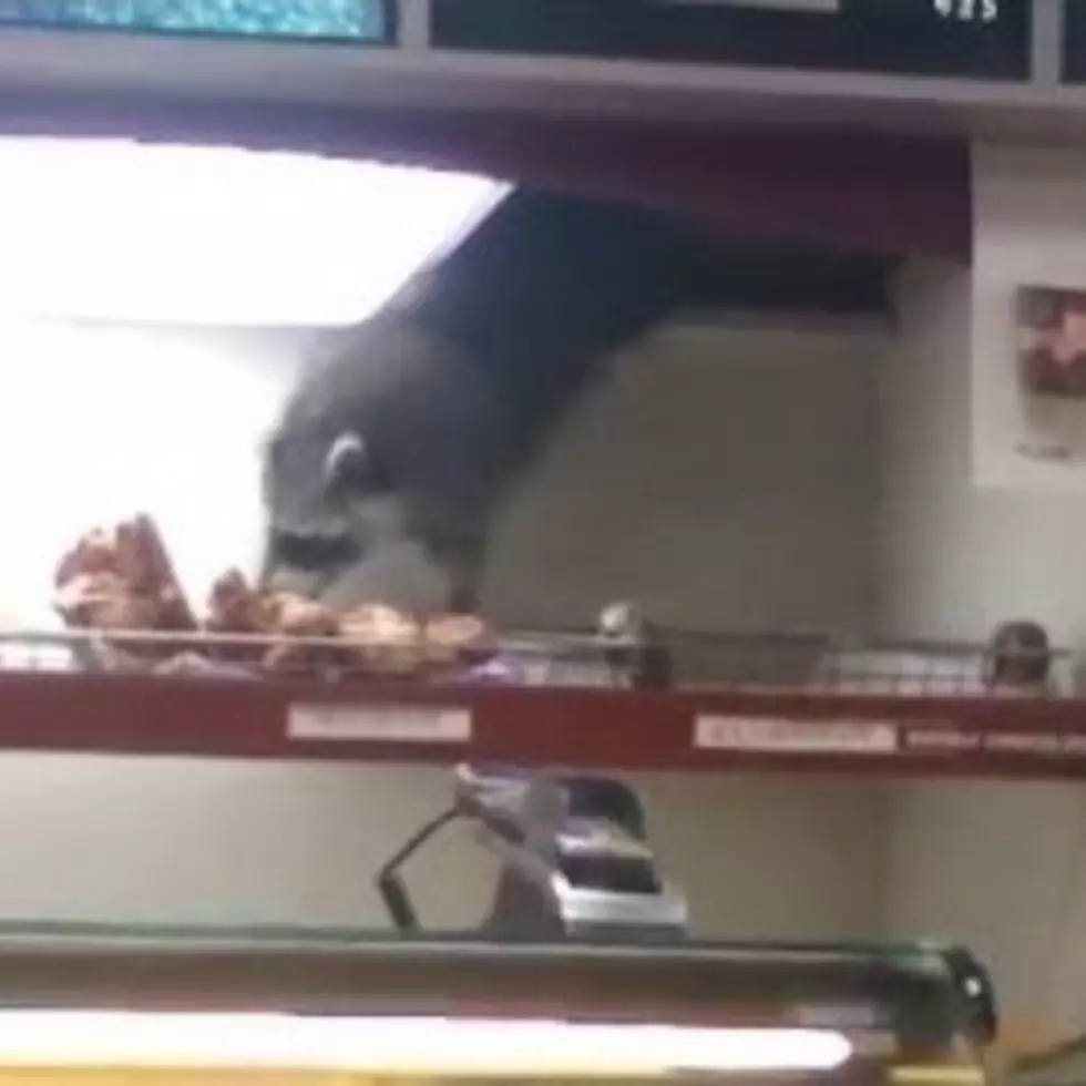 The Great Donut Heist Staring … a Raccoon?