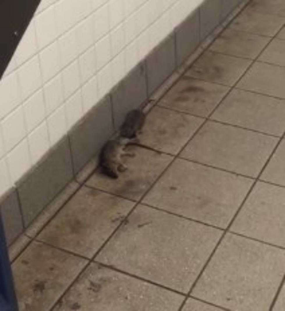 Pizza Rat or Cannibal Rat? [VIDEO]