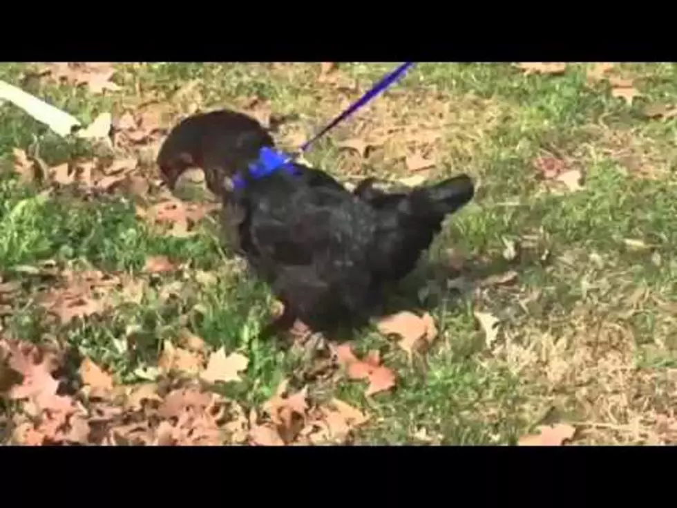 Ever Seen A Chicken Being Walked On A Leash Well You Have Now