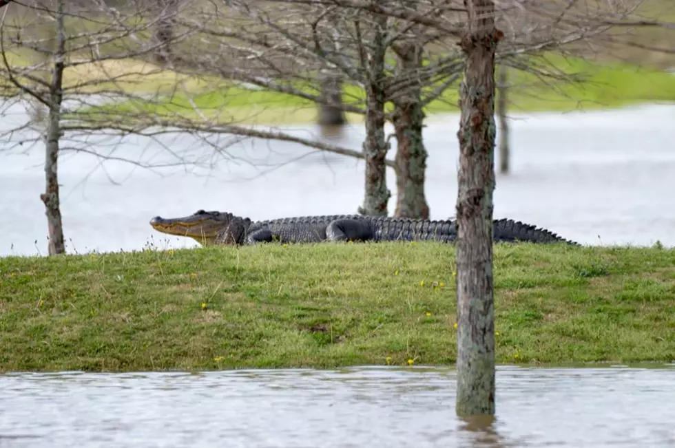 Alligators, Fire Ants and Nutria Rats Take Over Olde Oaks Golf Course In Bossier [PICS]