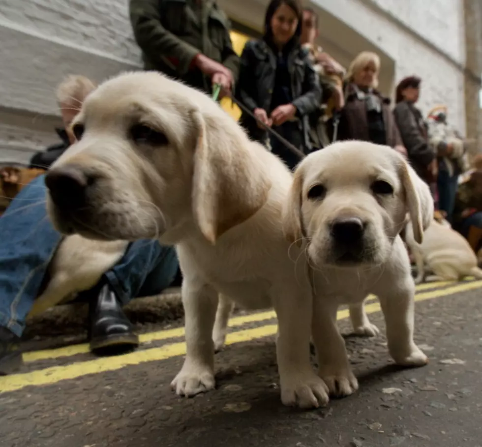 New Trend for Wedding Bouquets involve Precious Puppies