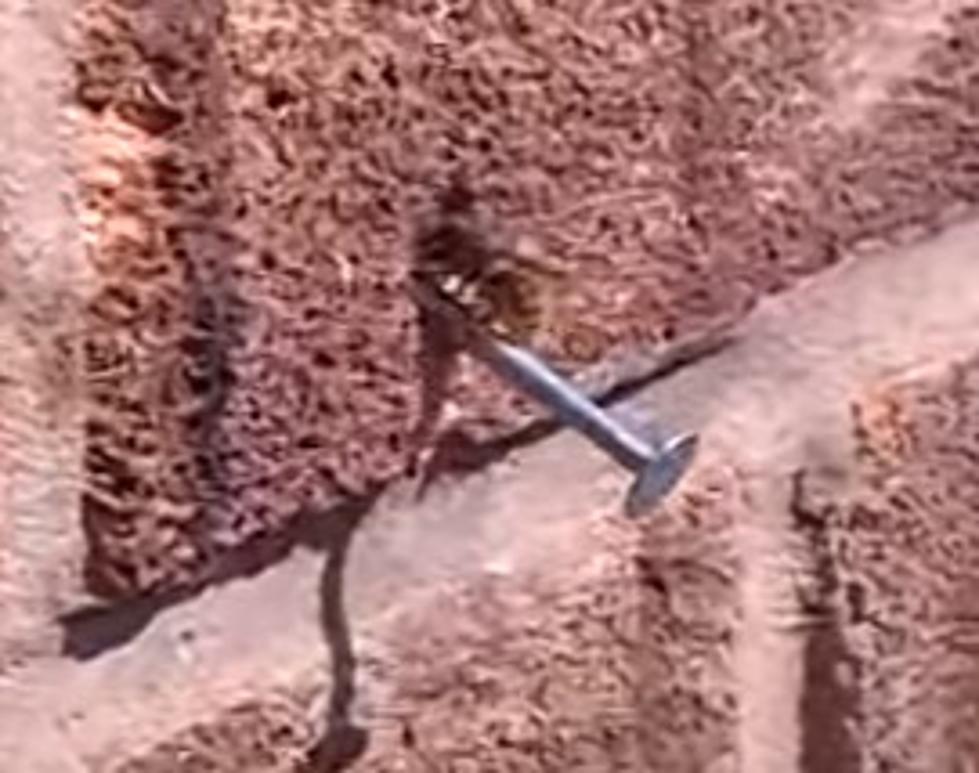 Bionic Bee Pulls A Nail Out Of A Brick Wall [VIDEO]