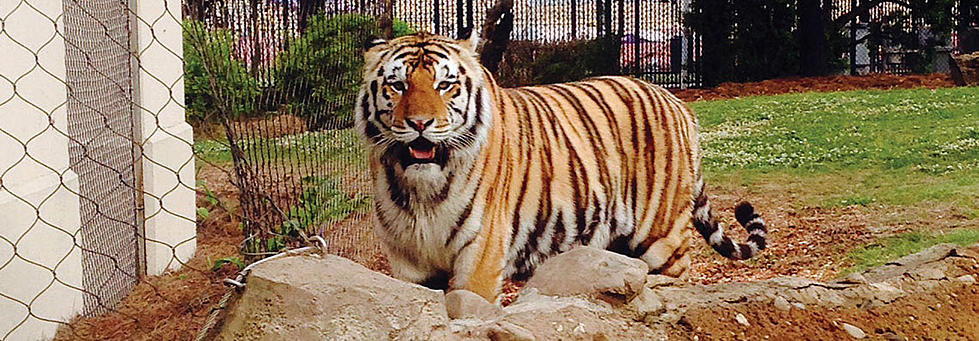 Mike the Tiger VI Has Cancer
