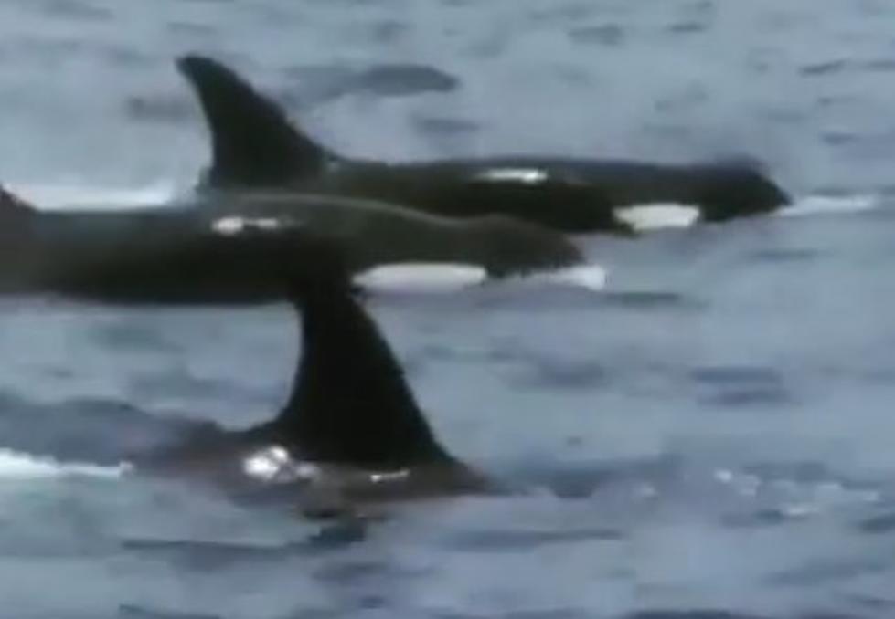 &#8216;Killer Whales&#8217; Spotted In Gulf Of Mexico [VIDEO]