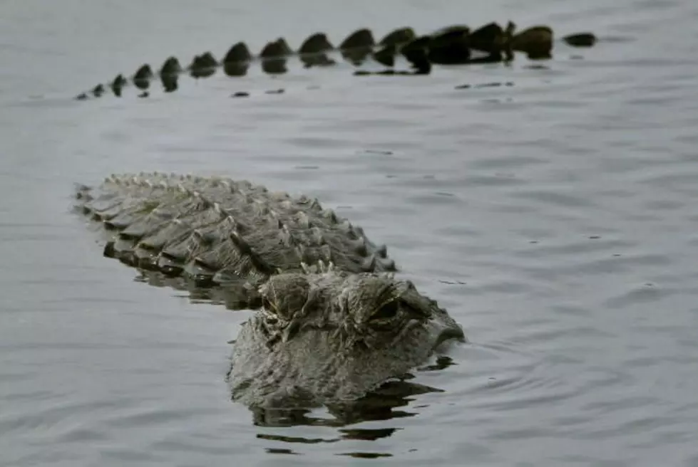 Alligator Drags 2-Year-Old Boy Underwater At A Disney Resort In Florida