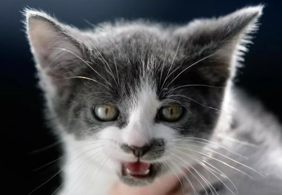 Can You Convert a Cat Hater? (Video)