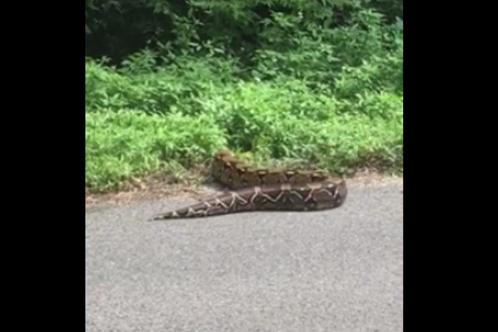 Massive Snake Found Slithering Down Service Road in Louisiana [VIDEO]
