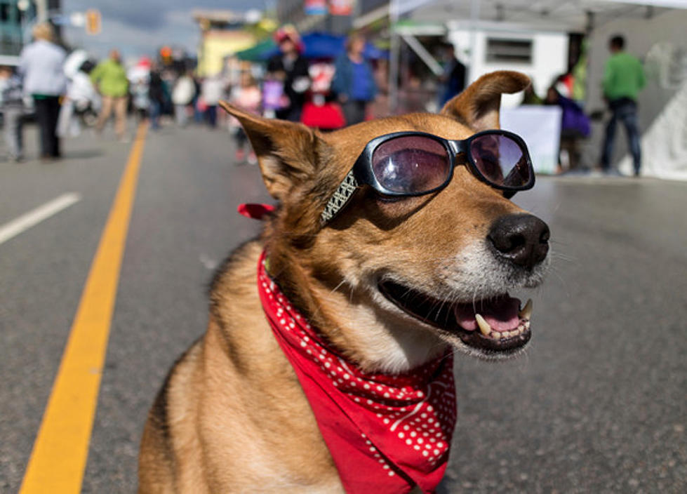 Project Celebration Presents ‘Paws for Celebration’ Saturday, October 8 [PHOTO]