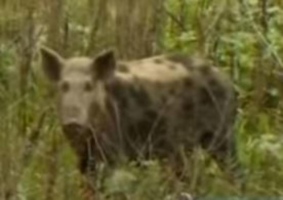 State Agency Ponders Use Of Poison To Control Feral Hogs