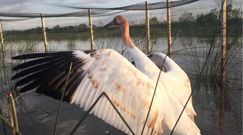 Louisiana Gets More Whooping Cranes