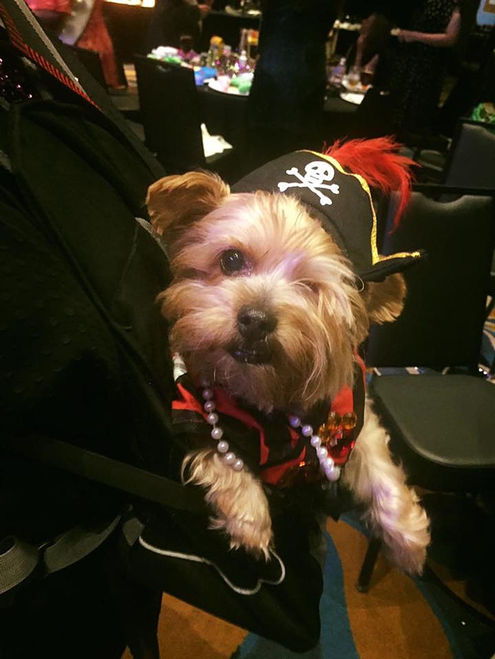 The Krewe of Barkus and Meoux Crowns New Royal Ambassadors