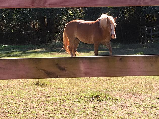 Move Over Mr. Ed, Honey is the New Talking Horse Around Here!