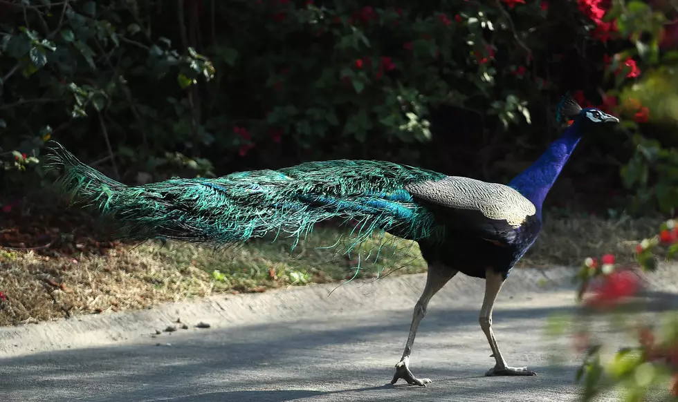 Neighborhood Concerned After Nuisance Peacock is Stolen