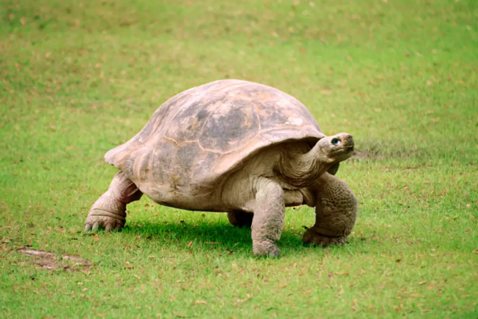 Hilarious Pet Tortoise Chases Lawn Mower in South Louisiana