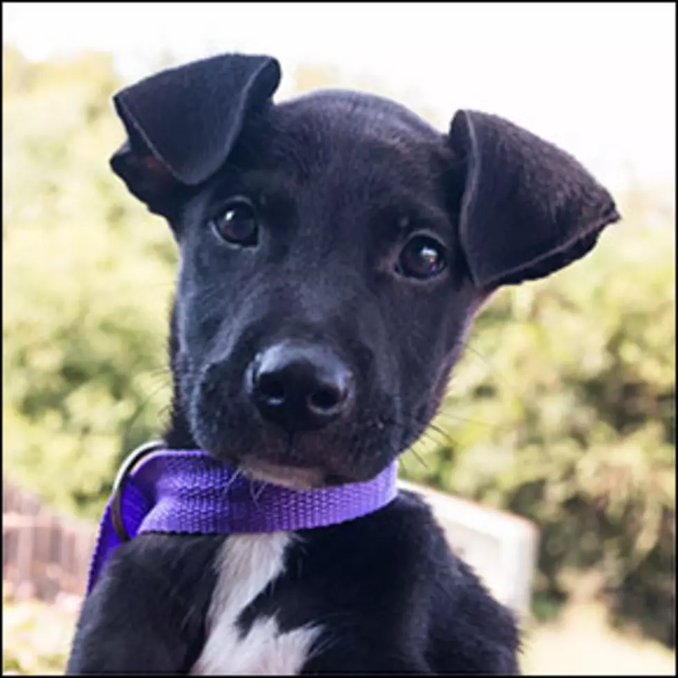 Bristol’s Babies: Meet Beans
