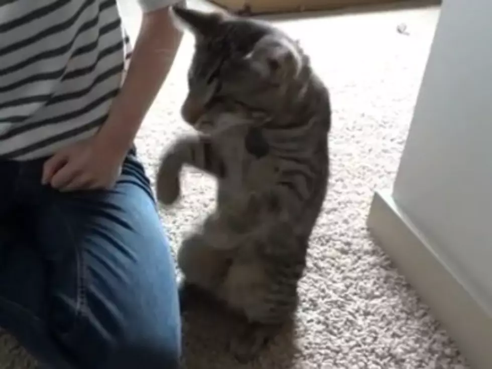 Hilarious Cat Video [Video]