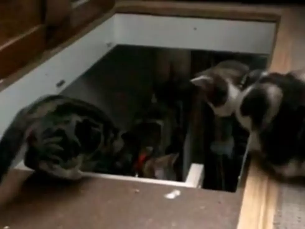 Cat Helps Kitten Down Stairs *CRASH* [Video]