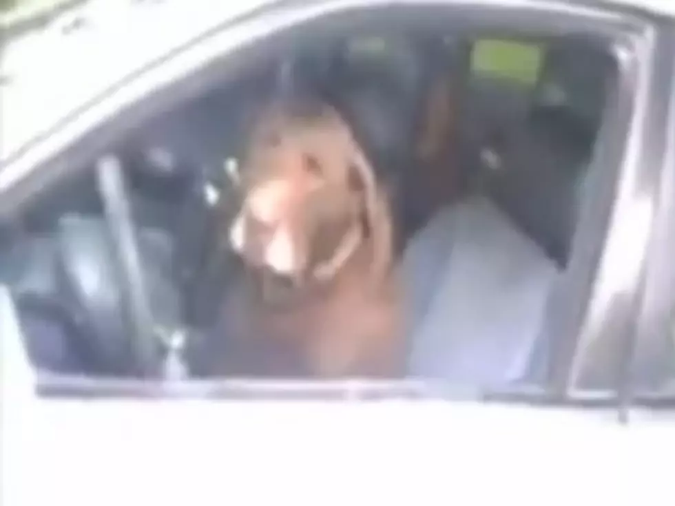 Police Officer Saves Dog [Video]