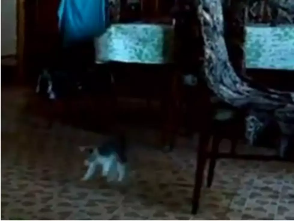 Kitten Vs Something Scary [Video]