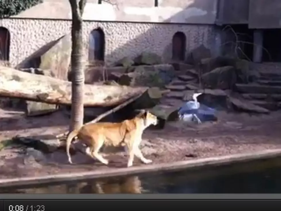 A Bird Landed In The Lion Cage At A Zoo. [Video]