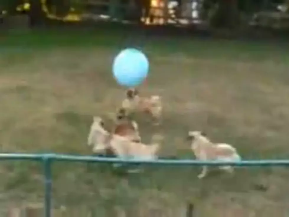 When A Group Of Pugs Attack &#8230;. A Ball [Video]