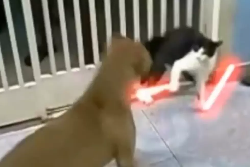 Cat Uses Lightsabers to Fight Off ‘the Dog Side’