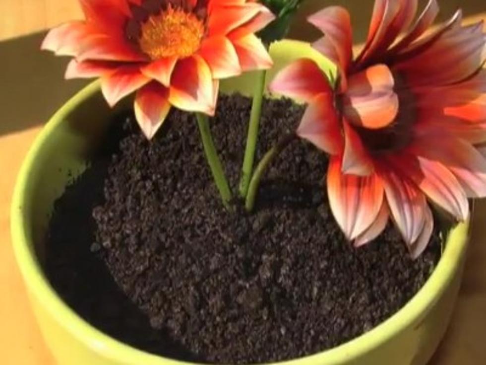 “Potted Plant” Ice Cream Cake Looks Delicious [Video]