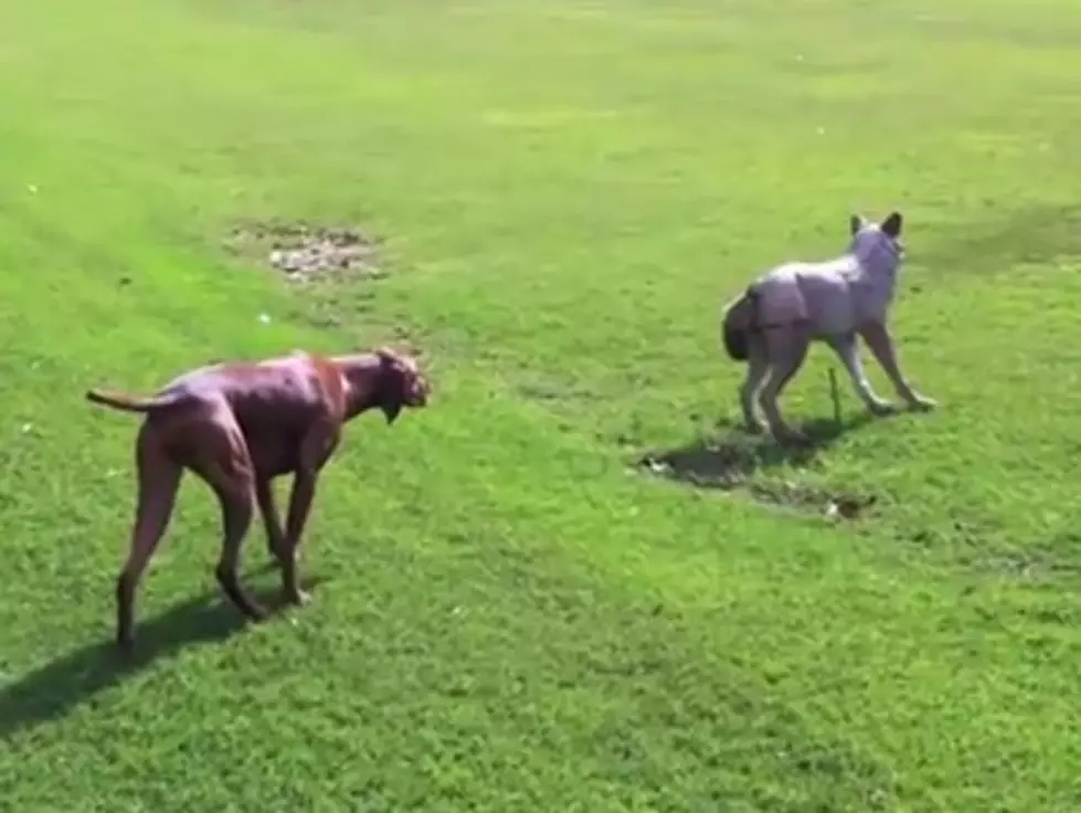 Dog Meets Wolf [Video]
