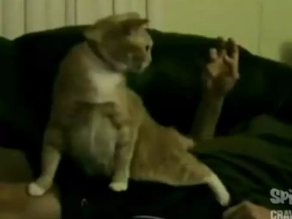 This Cat Makes The Weirdest Sound When Being Petted [Video]