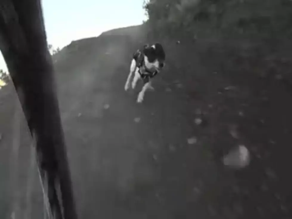 Dog Chases After Owner On Bike For Fun [Video]