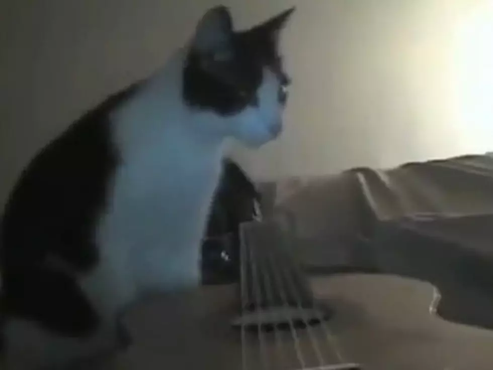 Cat Playing a Guitar When Suddenly&#8230;Earthquake