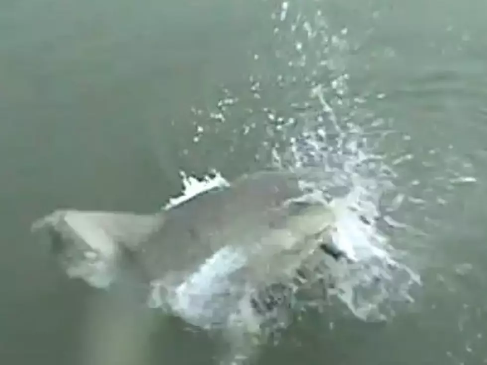 Fishing when Suddenly, Shark Attack! [NSFW]