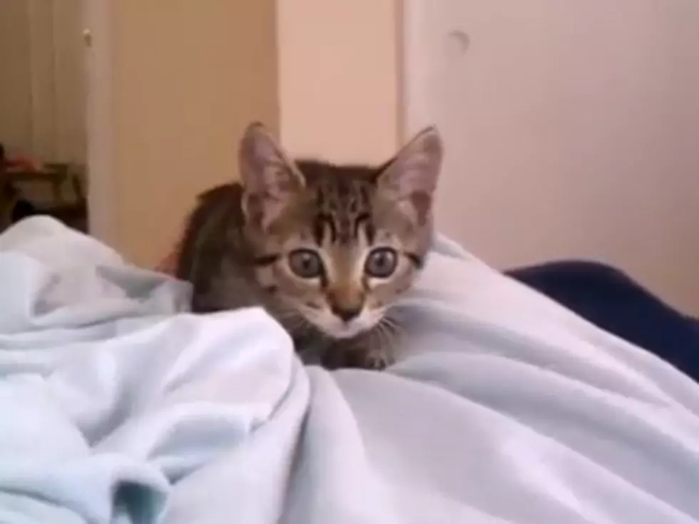 When Kittens Attack, You Die from Adorable