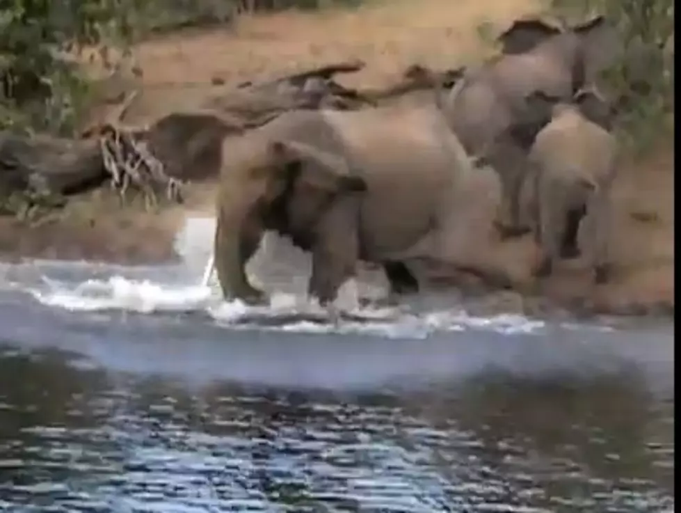 Elephant Vs Croc At Watering Hole.