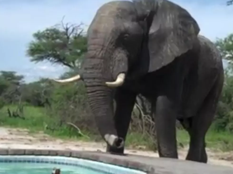 Elephant Joins Pool Party &#8230; This Seems Awkward