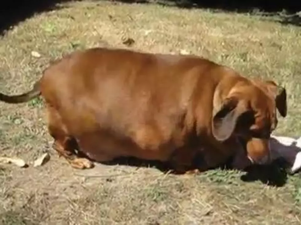 This is How a 77-Pound Weeny Dog Exercises [VIDEO]